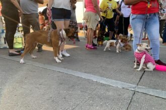 Caminata Canina