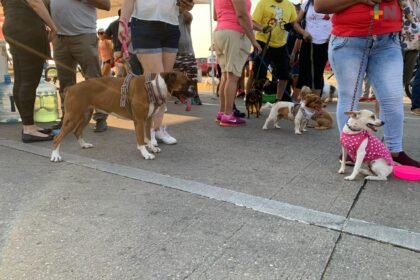 Caminata Canina