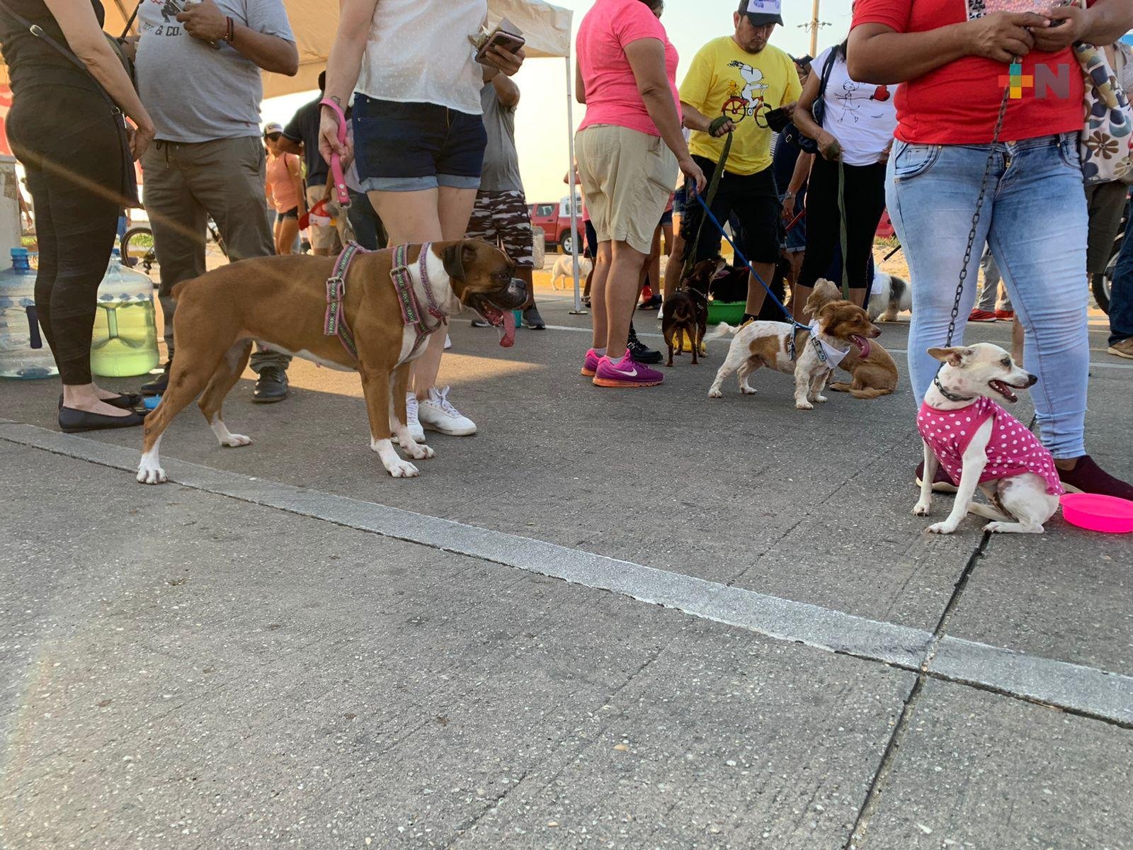 Caminata Canina