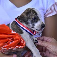 Foto de referencia animales en adopción