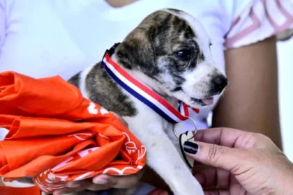 caminata canina