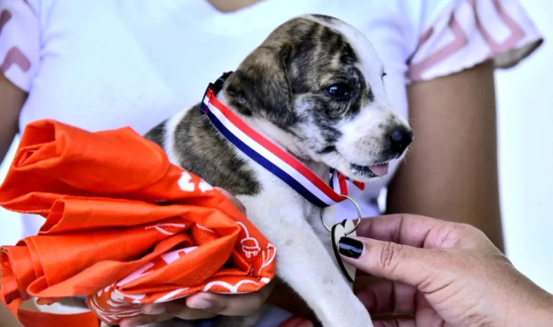 caminata canina