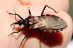 Mal de chagas