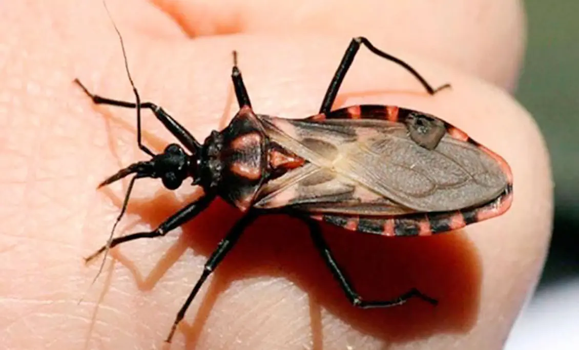 Mal de chagas